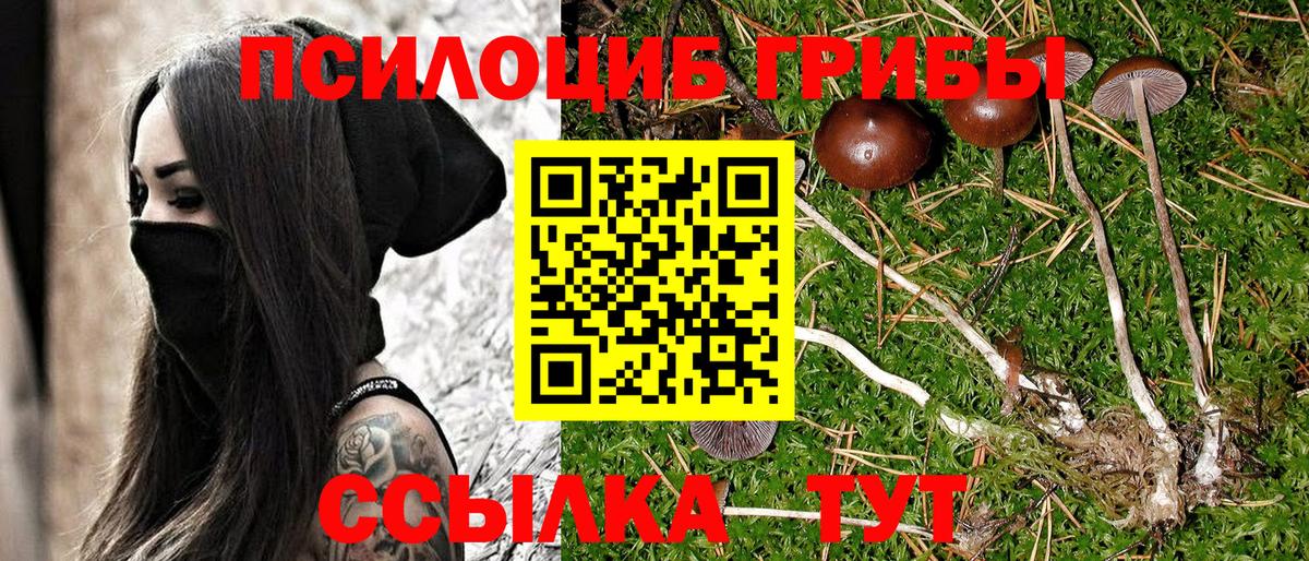 Галлюциногенные грибы Cubensis Касимов